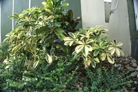 Flower plants Stock Photos