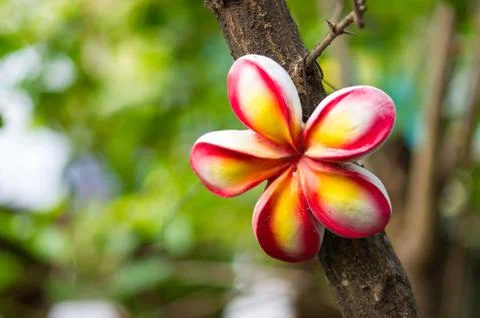 Flower  plaster statue. Stock Photos