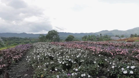 Flower platations in the highlands Stock Footage 119347295