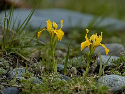 A flower pleasing to the eye Stock Photos