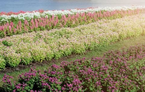 Flower on plot with sunlight. Stock Photos