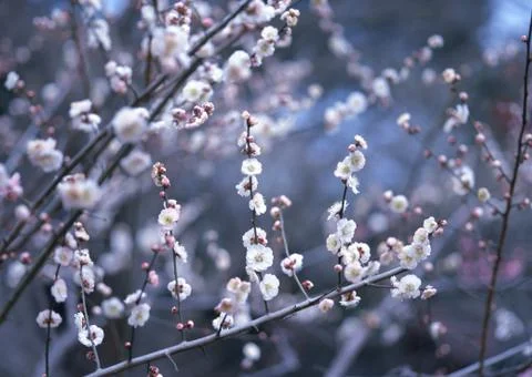 Flower of Plum Stock Photos