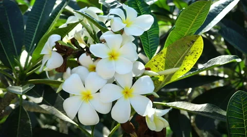 Flower plumeria on tree. Close up. Stock Footage 67196176