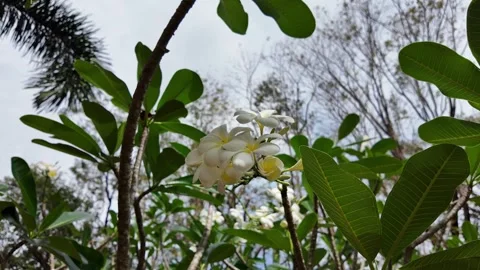 Flower on a plumeria tree Stock Footage 306401415