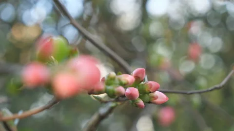 Flower pods on a tree branch. Stock Footage 124291364