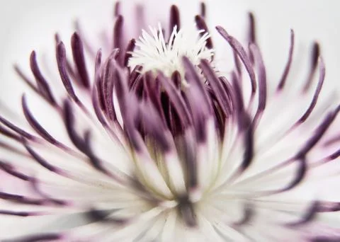 Flower pollen background, macro shot Stock Photos