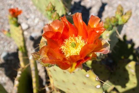 Flower with pollen Stock Photos