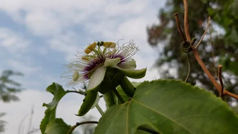Flower pollen under the beautiful sky Stock Footage 267054766