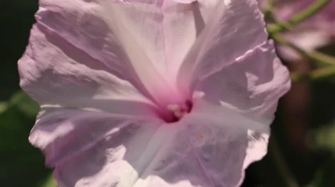 Flower Pollination by Bee, Fly, Insect Stock Footage 47578428