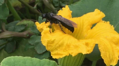 Flower Pollination by Bee, Insect Close Up Video stock 47578627