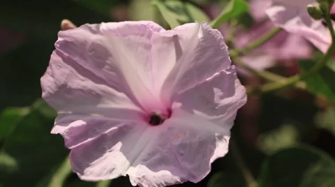 Flower Pollination by Bee, Insect Stock Footage 47578228