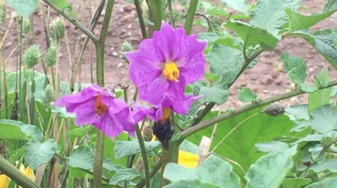 Flower Pollination by Bee, Insect Stock Footage 47578710