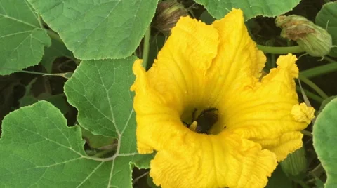 Flower Pollination by Bee, Insect Stock Footage 47578893