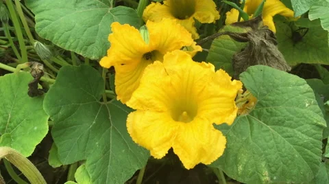 Flower Pollination by Bee, Insect Stock Footage 47578941