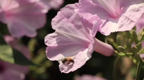 Flower Pollination by Bee, Insect Stock Footage 47578961