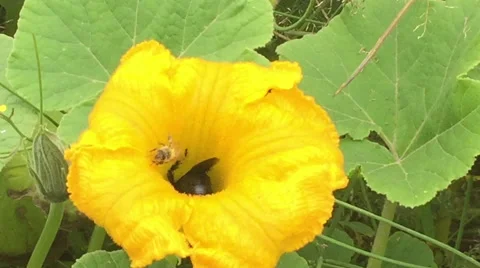 Flower Pollination by Bees, Two Bees Share Video stock 47578881