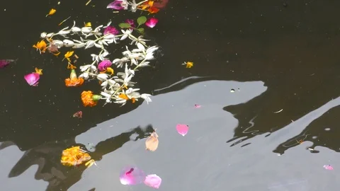 Flower pollution flowing in river and other dirt too. Stock Footage 126768181
