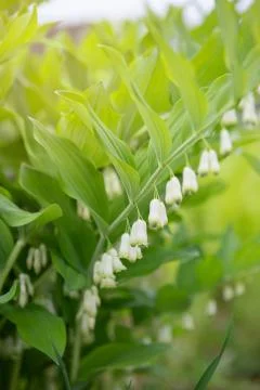 Flower of the Polygonatum odoratum, known as angular Solomon's seal or scented Stock Photos
