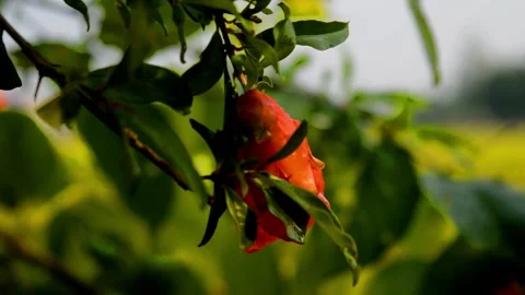 Flower pomegranate Stock Footage 229603431
