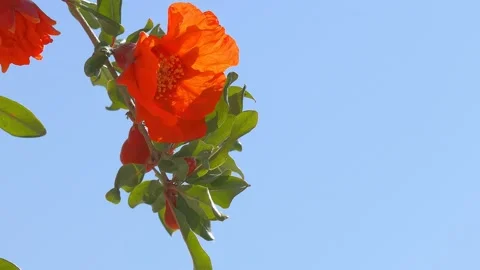 Flower of pomegranate at wind Stock Footage 90966054