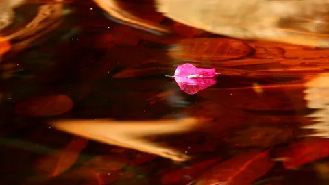 Flower in pond Stock Footage 101895128