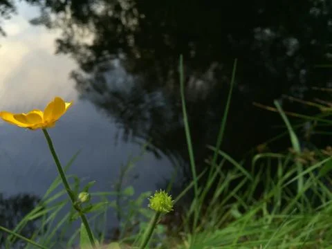 Flower at pond Stock Photos