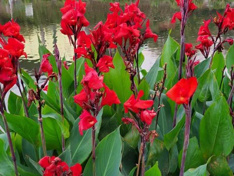 Flower Pond Stock Photos