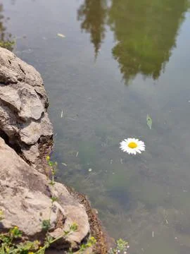 Flower in the pond Stock Photos