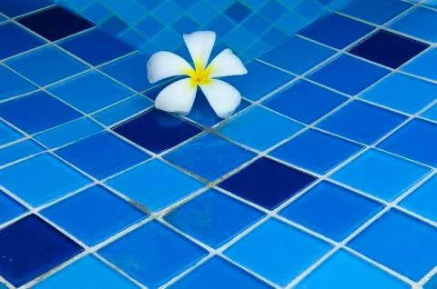 Flower by pool with blue texture Stock Photos