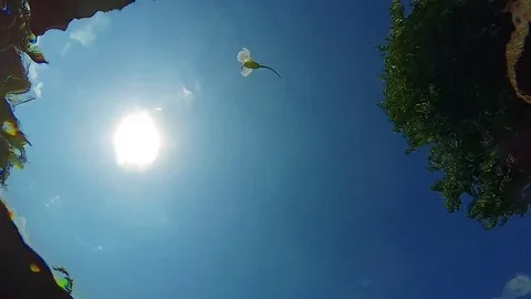 Flower in Pool Stock Footage 73220096