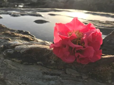 Flower Pool Fotos de archivo