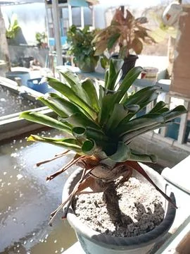 Flower on the pool Stock Photos