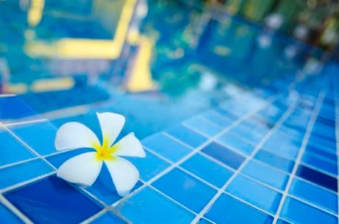 Flower by pool with the reflection Stock Photos