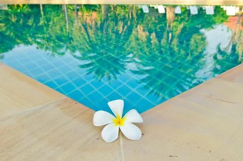 Flower by pool with the reflection Stock Photos