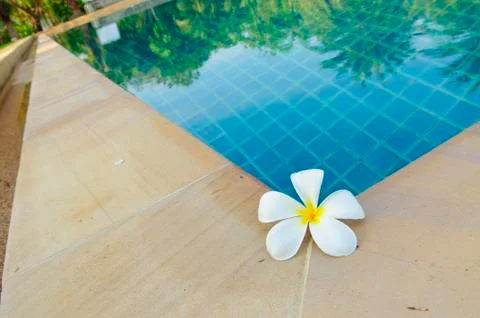 Flower by pool with the reflection 스톡 사진