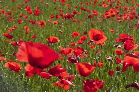 Flower, poppy fields Stock Photos