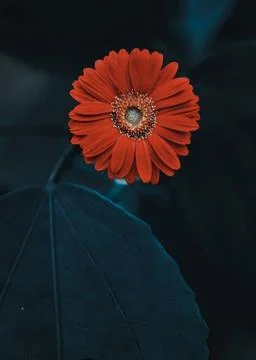 Flower Portrait 写真素材