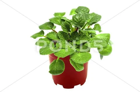 Flower, pot and drops Stock Photos