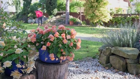 Flower Pot  and man with rake cleaning autumn leaves in garden Stock Footage 162616461