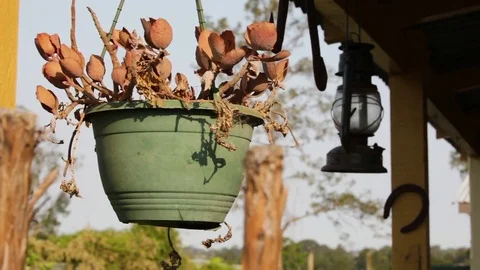 A flower pot and trees Stock-Footage 85196521
