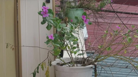 Flower pot on the balcony Stock Footage 70372377