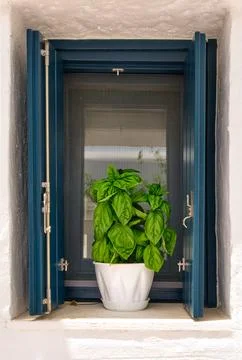 Flower pot with basil plant on window sill of whitewashed house in summer Stock Photos