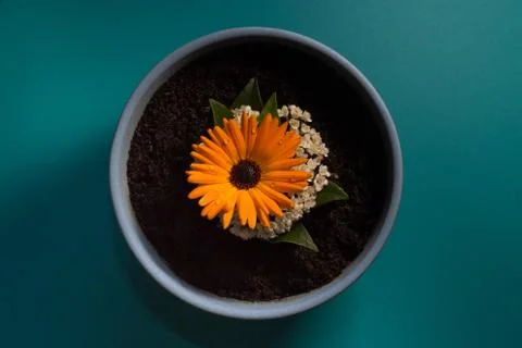Flower pot on blue background Stock Photos