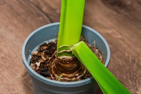 Flower in a pot with a broken leaf Stock Photos