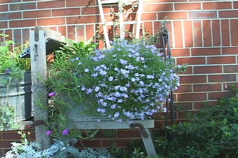 Flower Pot Vídeo Stock 750289