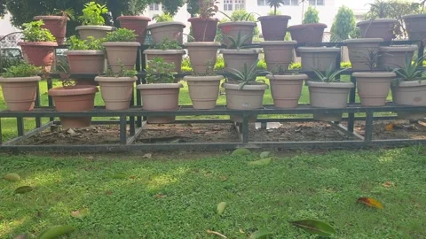 Flower pot Stock Footage 281938054