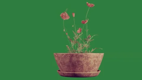 A flower in pot on green background and Stock Footage 336971537