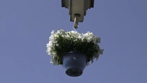 Flower pot hanging on Amsterdam hook with blue sky background Stock Footage 141067494