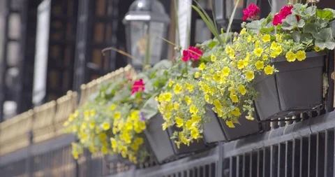 Flower pot hanging in a window 스톡 동영상 115141571