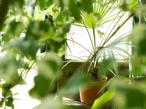 Flower pot with palm tree on window sill. Tropical plant grows in greenhous.. Fotos Stock